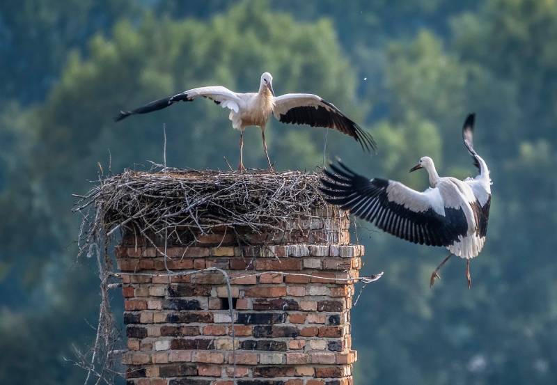 Expert Chimney Animal Removal in Rosemead, CA Professional Chimney Animal Removal Services in Rosemead, California