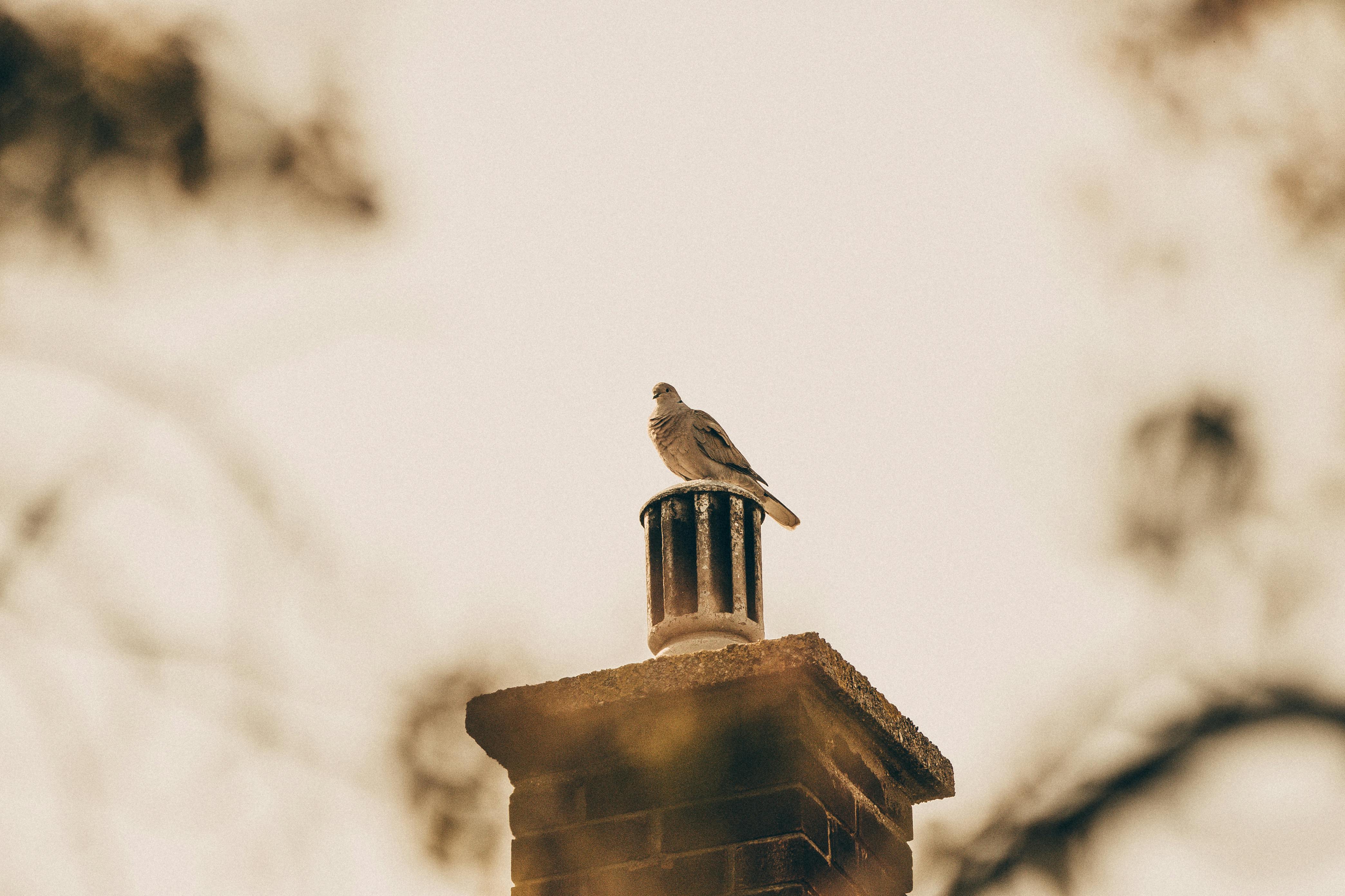Professional Chimney Cap Installation Services in Rosemead, CA Expert Chimney Cap Installation in Rosemead, California